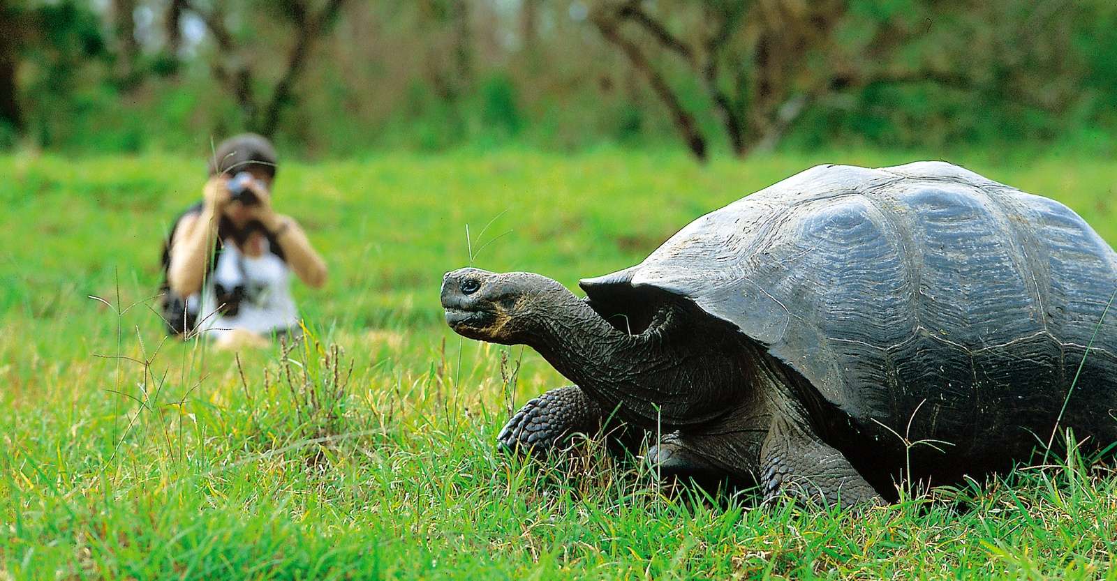 Nat Hab guest and giant tortoise, Santa Cruz Island, Galapagos, Ecuador.
